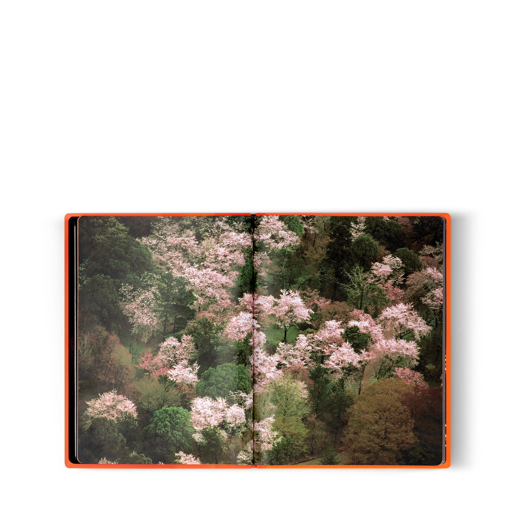 ファッション・アイ シルクロード - 画像 (4)