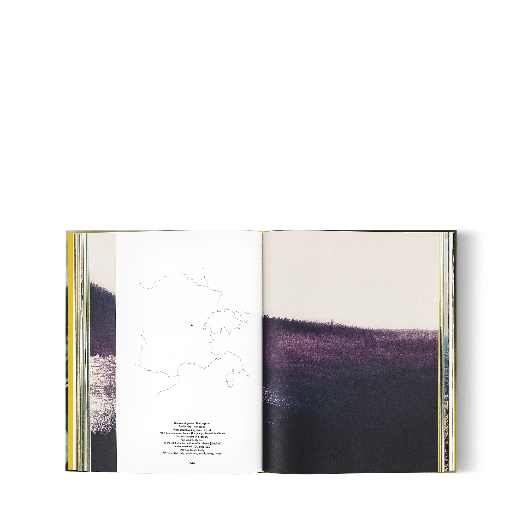 ア パフューム アトラス ジャスミン 英語版 - 画像 (5)